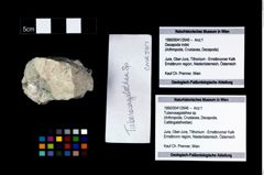 Foto (Objekt + Etikett) von Tuberosagalathea sp.  (NHMW-GEO-1990-0041-2646)